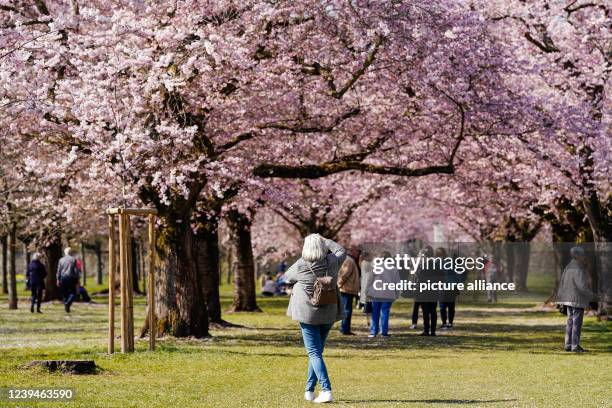 March 2022, Baden-Wuerttemberg, Schwetzingen: A visitor takes a photo of flowering trees of the Japanese ornamental cherry in the palace garden of...