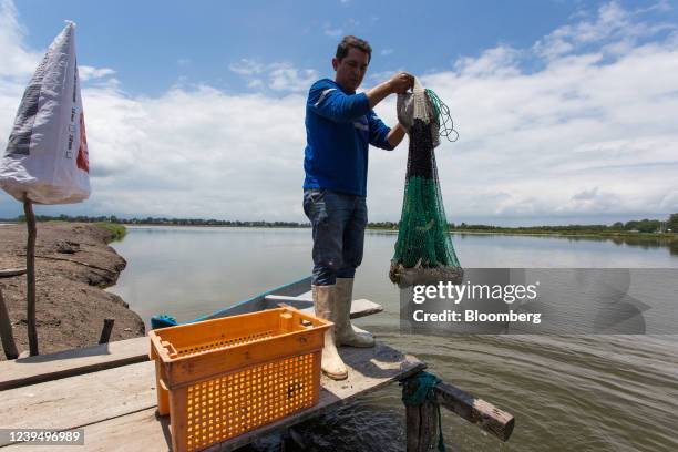 Worker harvests shrimp in Machala, Ecuador, on Thursday, March 24, 2022. Ecuador's gross domestic product growth could be slowed by negative effects...