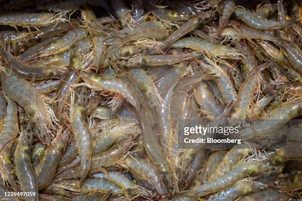 Shrimps during a harvest in Machala, Ecuador, on Thursday, March 24, 2022. Ecuador's gross domestic product growth could be slowed by negative...