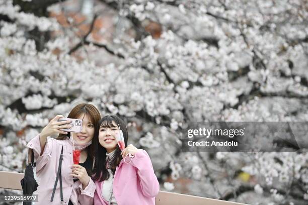 Young women take a selfy enjoying the first days of cherry blossom season on March 26 in Tokyo, Japan.