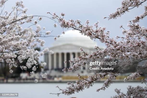 Cherry trees are in full bloom as visitors enjoy the view at Tidal Basin on March 26, 2022 in Washington, DC, United States.