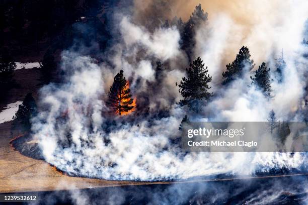 Tree goes up in flames as the NCAR Fire burns on March 26, 2022 in Boulder, Colorado. The wildfire, which has forced almost 20,000 people to evacuate...