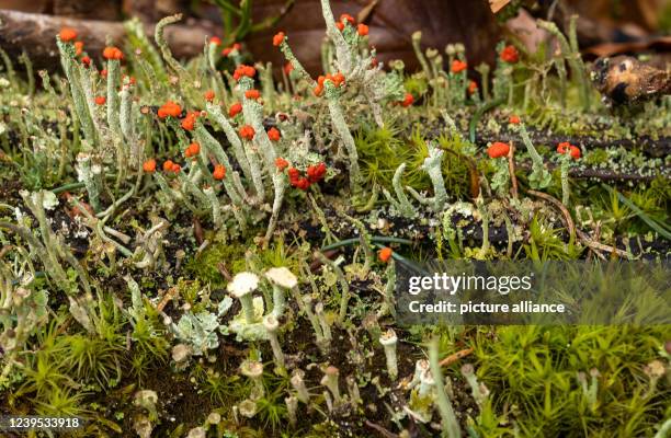 March 2022, Rhineland-Palatinate, Börfink: Different lichen species of the genus Cladonia grow in the Hunsrück-Hochwald National Park. Red heads are...