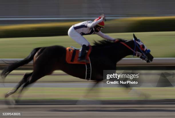 Jockey and a horse during a race to commemorate the 79th Anniversary of the Hipódromo de Las Américas in Mexico City, where several thoroughbred...