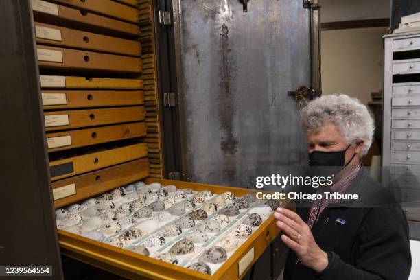 John Bates, Curator of the Field Museum&apos;s Bird Division, is the lead author of a study that uses data from eggs collected a century ago to show...