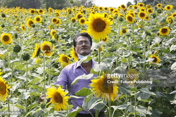 Man inspects a sunflower in the field. Farmers have increased the production of sunflowers this season. On March 22, 2022 in Dhaka, Bangladesh.