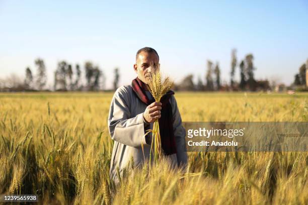 Farmers inspect the wheat plants during their production process in Nile Delta province of al-Minufiyah, Egypt on March 25, 2022.