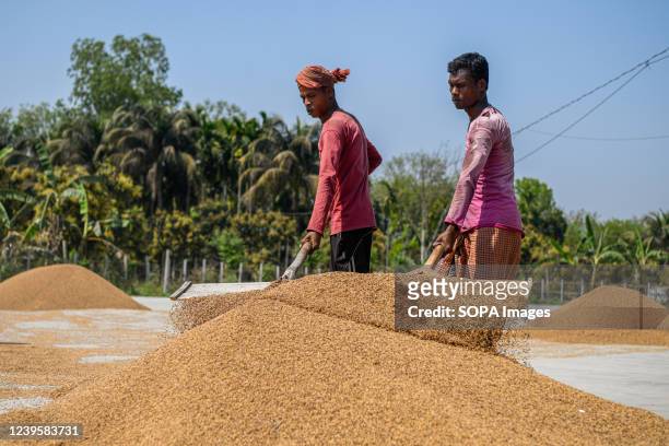 Rice mill workers turn over paddy for drying in the sun as they begin the long process of making rice at a rice mill in Natore.
