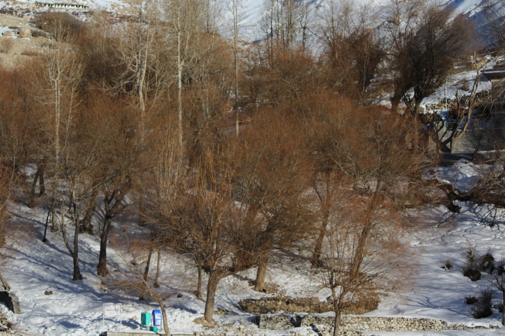 winter Jeshwang