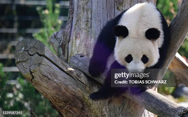 Panda is pictured in its enclosure at the Berlin zoo on March 29, 2022.