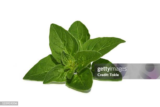 oregano - oregano stock pictures, royalty-free photos & images