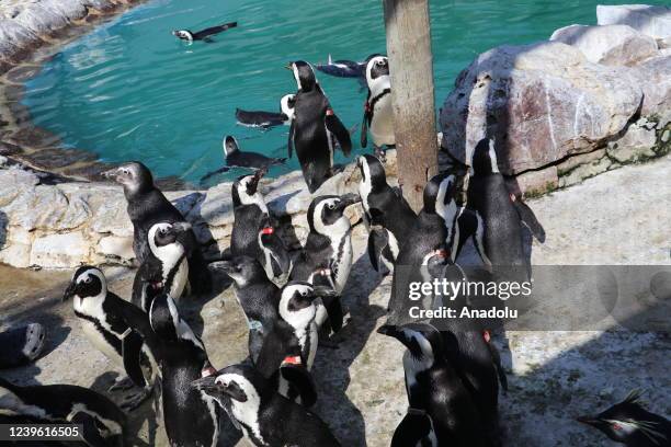 Group of African penguins are seen during a rehabilitation session in Cape Town, South Africa on March 22, 2022. African penguins, whose populations...