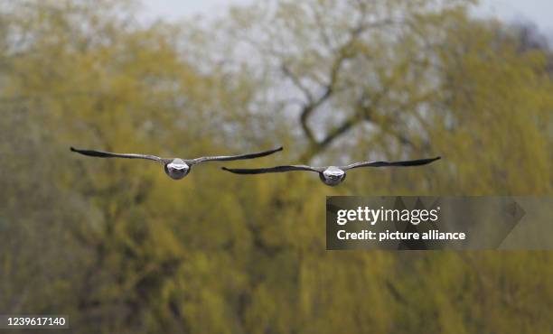 March 2022, Hamburg: Two geese fly side by side over the Alster. Photo: Marcus Brandt/dpa