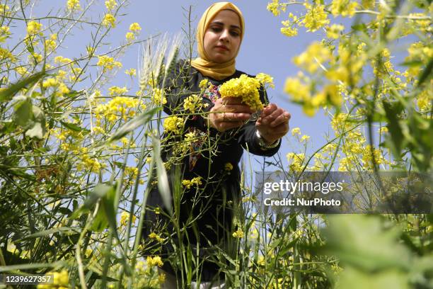 Spring In Palestine 1,675 Spring Flowers Border Stock Photos, High-Res Pictures, and Images ...
