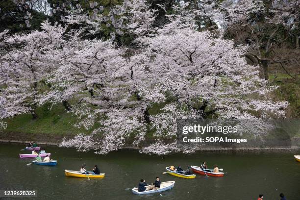Visitors enjoy boating underneath Sakura trees in Chidorigafuchi moat near the Imperial palace in central Tokyo during cherry blossom season. Cherry...