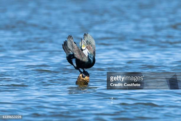Cormorants play at shahe Reservoir on March 27, 2022 in Beijing, China. April 1 is International Bird Loving Day.