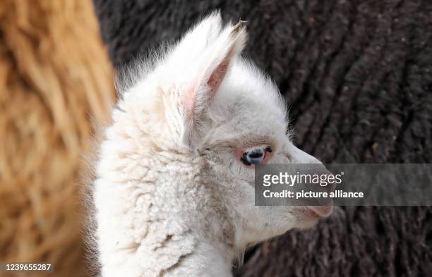 March 2022, Mecklenburg-Western Pomerania, Marlow: The snow-white alpaca stallion Prince with his blue eyes is a rarity among alpacas, he was born...