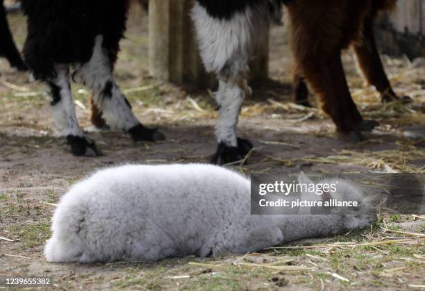 March 2022, Mecklenburg-Western Pomerania, Marlow: The snow-white alpaca stallion Prince with his blue eyes is a rarity among alpacas, he was born...