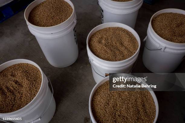 Buckets of wheat are seen March 31, 2022 in Sugar City, Idaho. Local business, the Food Dudes held a sale of wheat grain for locals to stock up,...