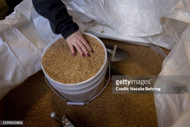 Cyndy Park puts wheat in buckets for customers to purchase March 31, 2022 in Sugar City, Idaho. Local business, the Food Dudes, held a sale of wheat...