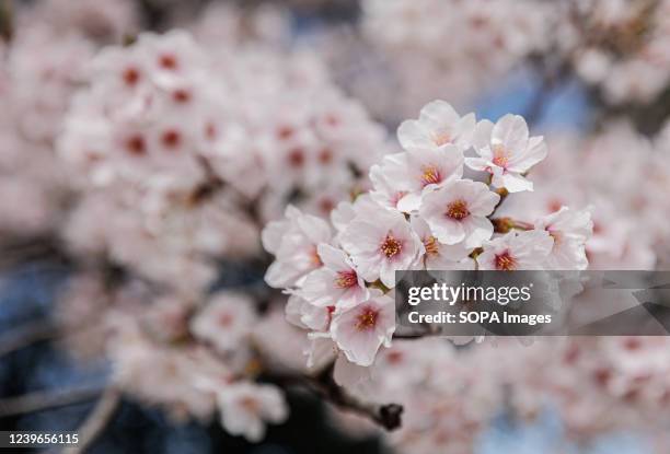 Cherry blossoms tree is seen in Nagoya. The Cherry blossom also known as Sakura in Japan normally peaks in March or early April in spring. The Sakura...