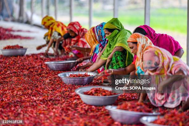 Bangladeshi women process and dry red chili pepper under the sun on a red chili drying field on the outskirts of Bogura district. Every day they earn...