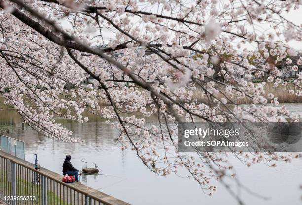 Man enjoys fishing near full bloom cherry blossoms at the park in Nagoya. The Cherry blossom also known as Sakura in Japan normally peaks in March or...