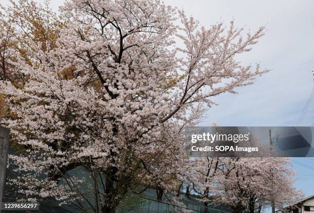 Cherry blossoms tree is seen in Nagoya. The Cherry blossom also known as Sakura in Japan normally peaks in March or early April in spring. The Sakura...