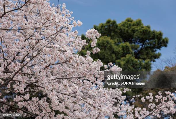 Cherry blossoms trees are seen in Nagoya. The Cherry blossom also known as Sakura in Japan normally peaks in March or early April in spring. The...
