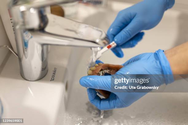 In this photo illustration a nurse is cleaning a set of teeth on March 30, 2022 in Heidelberg, Germany.