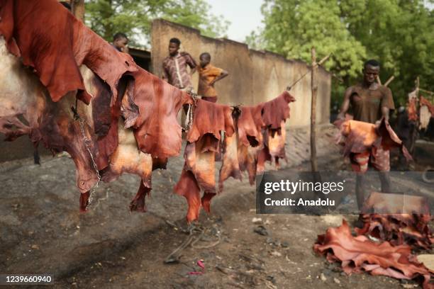 Hanged leathers are seen as a workman prepares leather with traditional methods in Niamey, Niger on March 28, 2022. More than 80 percent of the...