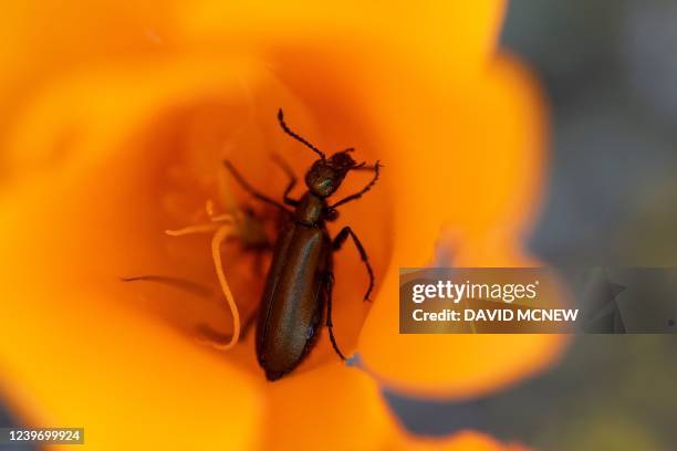 Poppy Insect Insects And Bugs Photos and Premium High Res Pictures - Getty Images