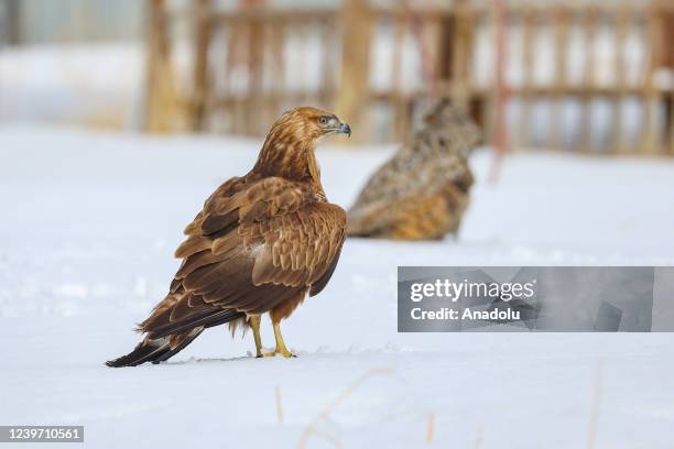 An eagle is seen in Van, Turkiye on February 19, 2022. Van Yuzuncu Yil University Wild Animal Protection Rehabilitation Center Director Prof. Dr....