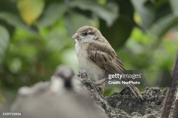 Sparrow sits on a wall in Guwahati ,India on April 3,2022.