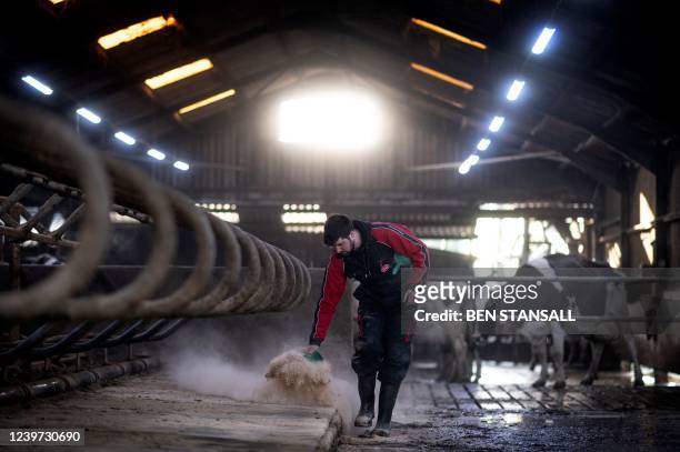 Dairy farmer replenishes bedding for his herd in south Devon, south west England, on March 25, 2022. - The agriculture sector, like swathes of the UK...