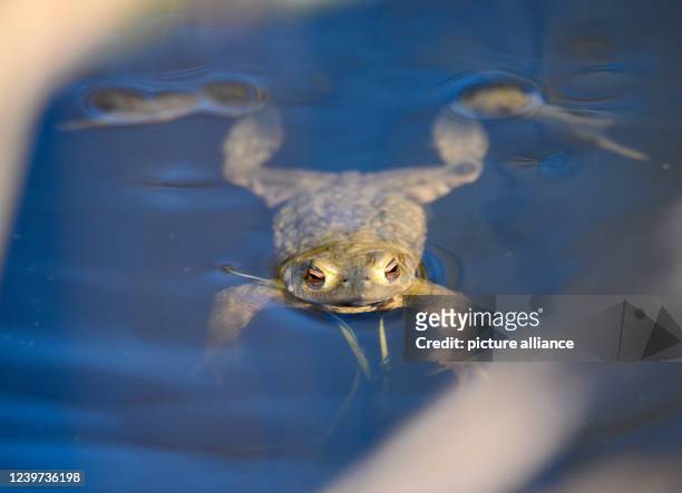 March 2022, Hamburg: A common toad sits in the sunshine in the Eppendorf marsh. Photo: Jonas Walzberg/dpa