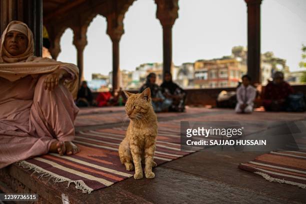 Cat sits next to a Muslim devotee at the Jama Masjid mosque in the old quarters of Delhi on April 4, 2022.