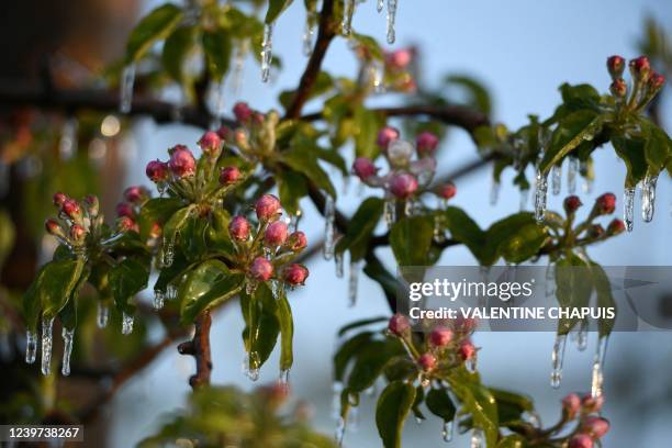 This photograph shows buds on an apple tree enclosed in ice after being sprayed with water to protect them from freezing temperatures in an orchard...