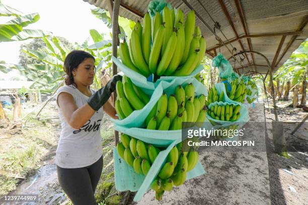 An employee of El Porvenir banana farm prepares the fruit for domestic consuption in Puerto Inca, Ecuador, on March 31, 2022. Ecuador, which exported...