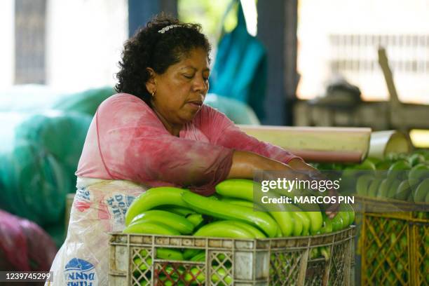 An employee of El Porvenir banana farm prepares the fruit for domestic consuption in Puerto Inca, Ecuador, on March 31, 2022. Ecuador, which exported...