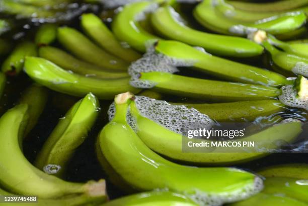 View of bananas at El Porvenir banana farm in Puerto Inca, Ecuador, on March 31, 2022. - Ecuador, which exported 3,485 million dollars in bananas in...