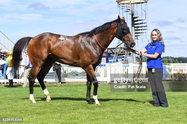 Golden Mile after winning the Ballarat Antenna Solutions 2YO Maiden Plate at Sportsbet-Ballarat Racecourse on April 05, 2022 in Ballarat, Australia.