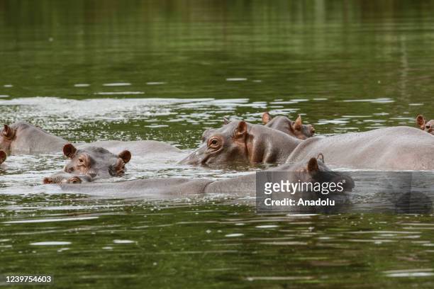 Hippos are seen swimming close to the Magdalena River in Doradal, Colombia on March 29, 2022. The Colombian authorities announced that they declare...