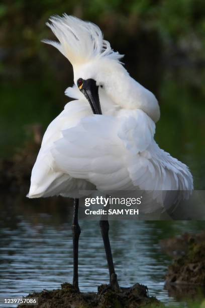 An endangered black-faced spoonbill preens its feathers in the wetlands of Jinshan District in New Taipei City on April 5, 2022.