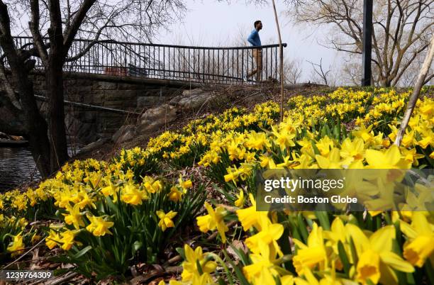 Clumps of daffodils spring up along the Charles River esplanade in Boston on April 3, 2022.