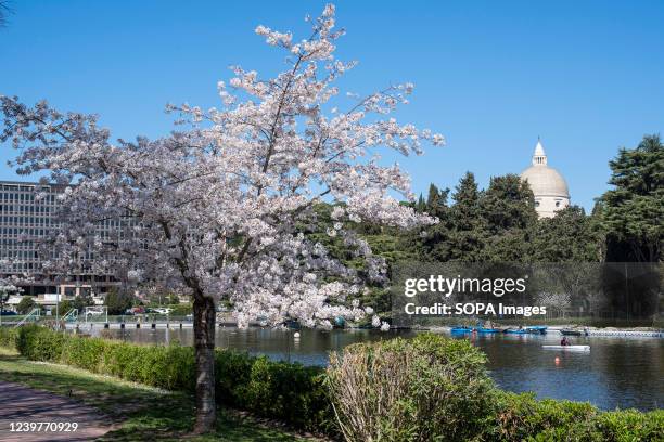 The blooming Japanese cherry trees in the Japanese Garden of the EUR district in Rome.