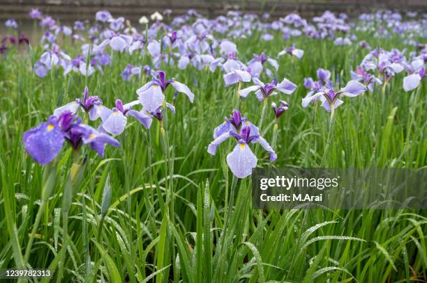 iris - sweet flag or calamus (acorus calamus) stock pictures, royalty-free photos & images