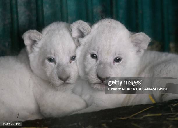 Two of three newborn white lions are pictured in their enclosure at the zoo in Skopje on April 7, 2022. - The Zoo of Skopje is experiencing a 'Baby...