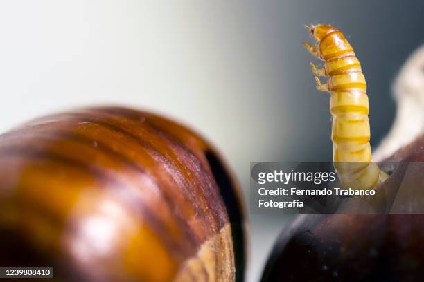 chestnut with worm - fruit decay stockfoto's en -beelden