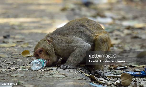 Monkey drinks water from a discarded plastic bottle on a hot summer day on April 7, 2022 in New Delhi, India. With no let-up in the heat, the maximum...